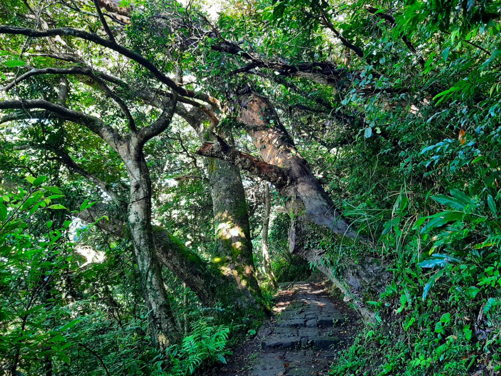 臺北大縱走1：森之光影_1785736