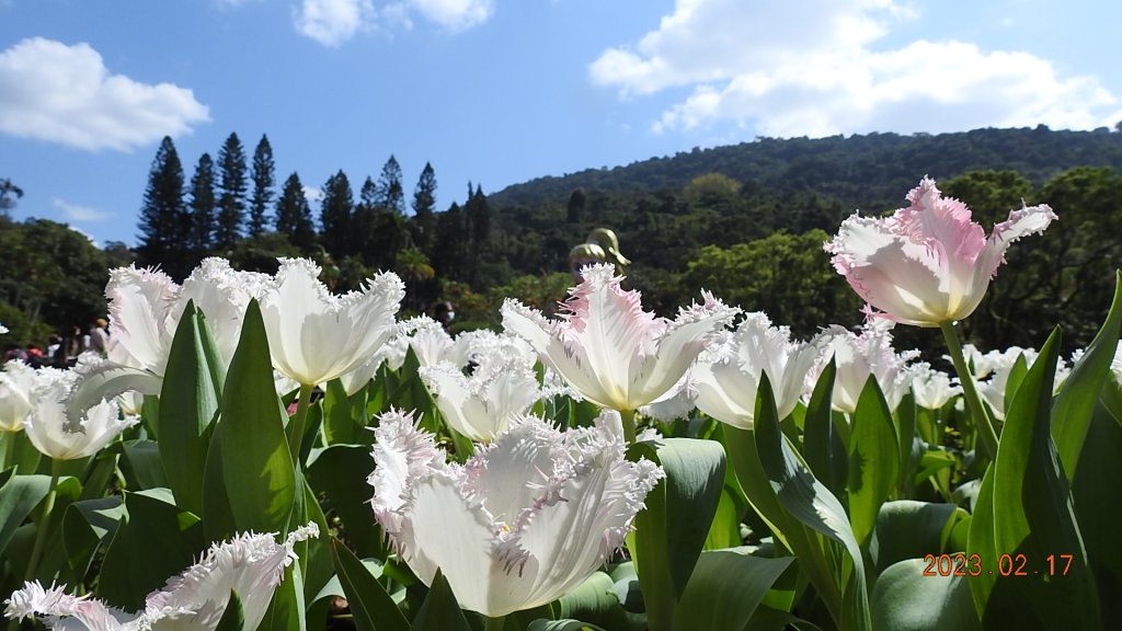 追花是簡單的快樂，賞花是恬淡的幸福 - 鬱金香Tulip_2033880
