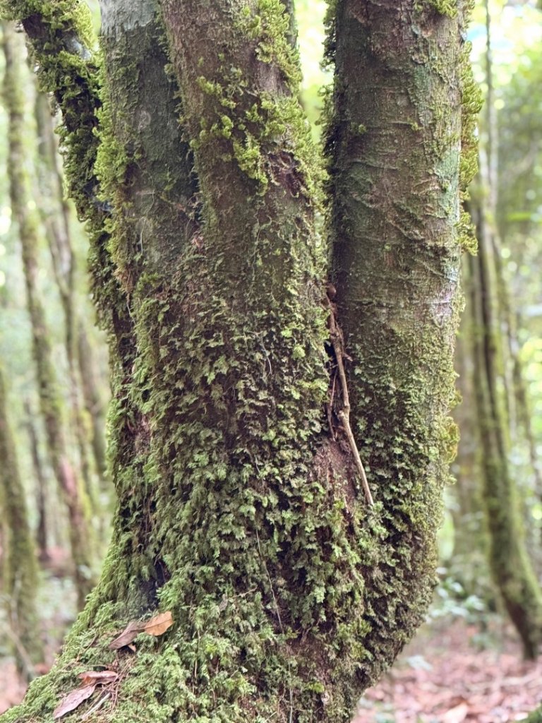 觀霧-檜山巨木群步道_2925496