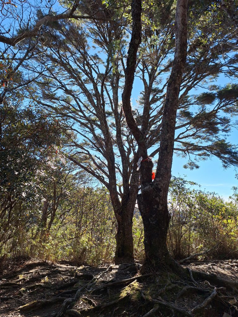 復興三尖之夫婦山+夫婦山西峰20241210_2667270