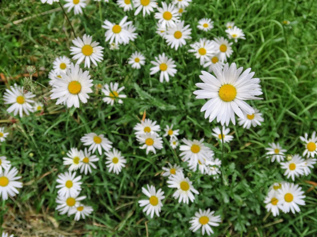 鹿林山 鹿林前山 麟趾山塔塔加三山縱走_1741216