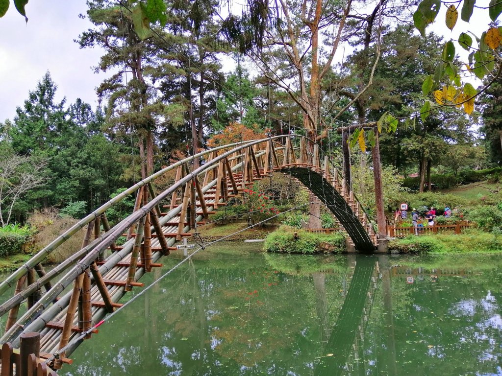 森林綠意滿滿芬多精。 溪頭森林遊樂區_770562