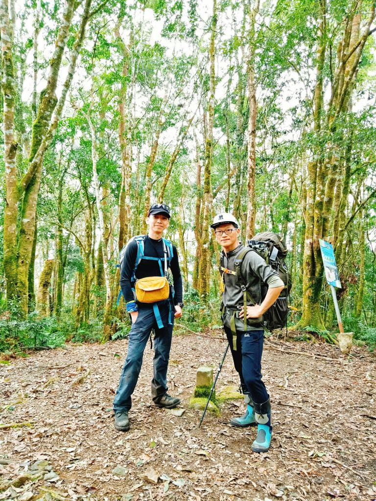 米羅山之木_292803