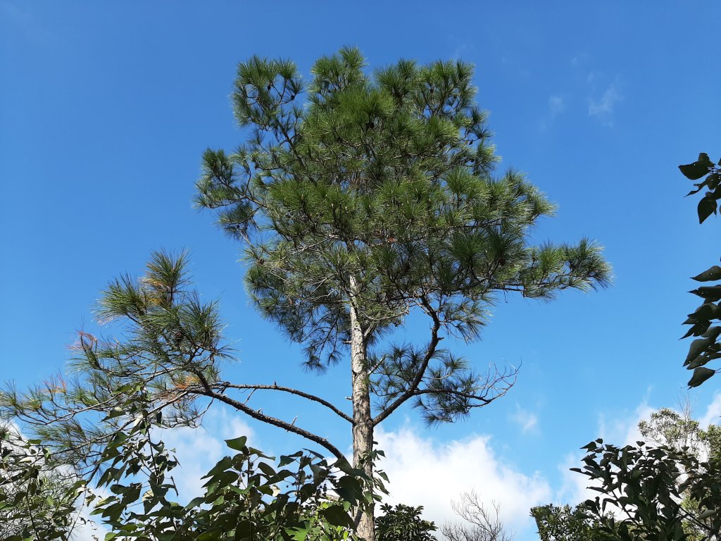 尋找山中鐵達尼、山形猶如鳳之丹鳯山_753251