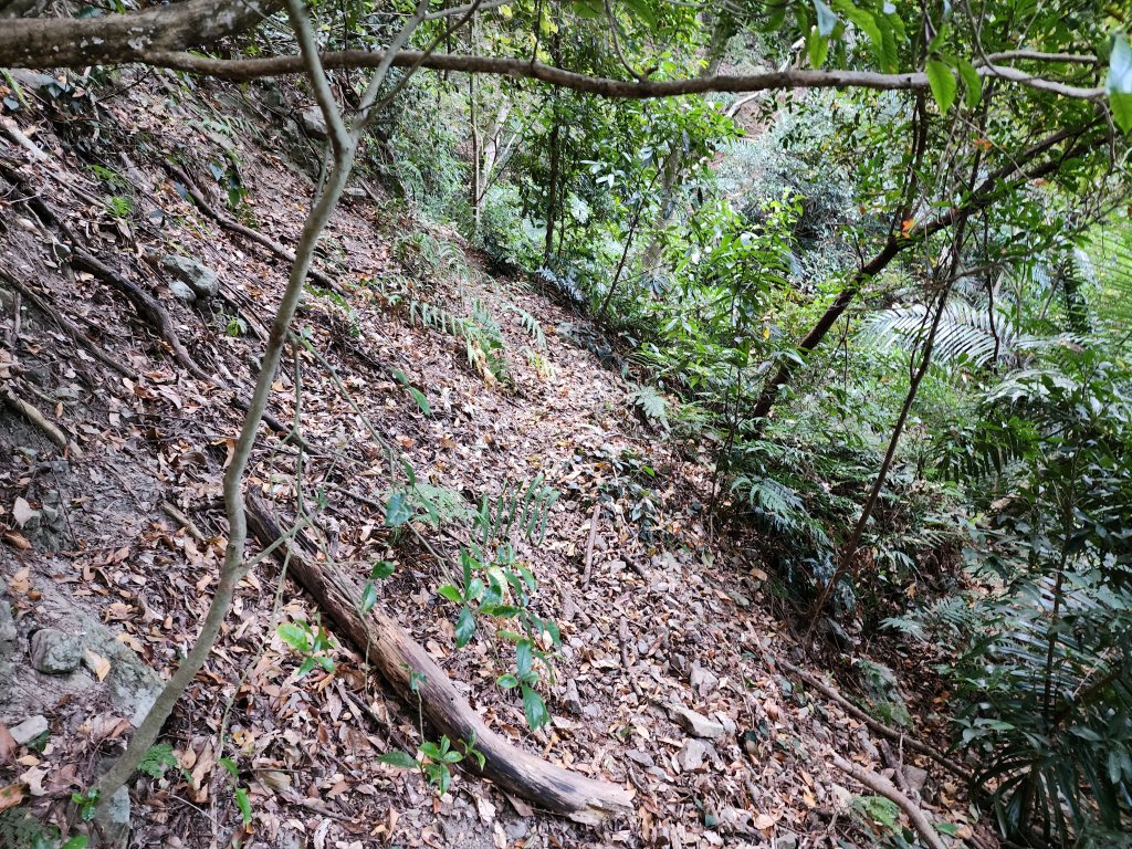 20231112東卯山東峰、北松鶴山及東卯山東南峰_2368173
