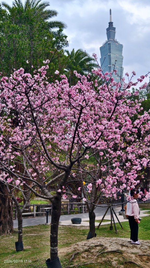 #虎山  #101大樓  #國父紀念館 #河津櫻 #中正紀念堂 2/19_3002664