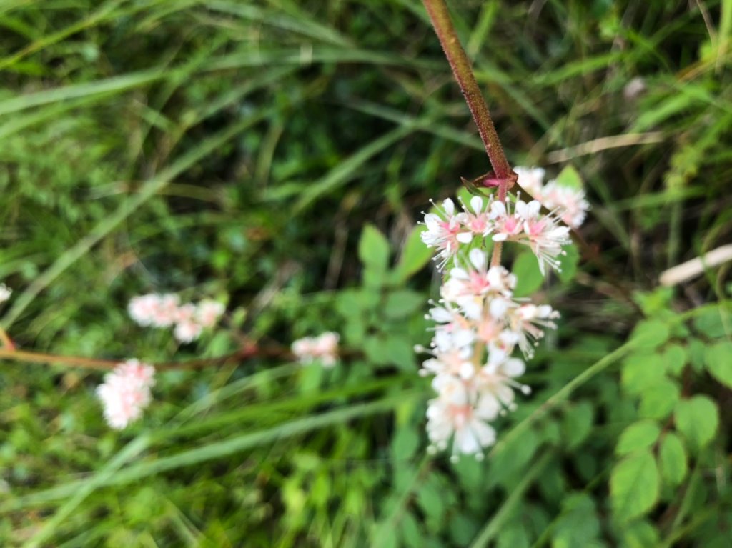 玉山西峰.玉山主峰【在最高的地方 看到最_637236