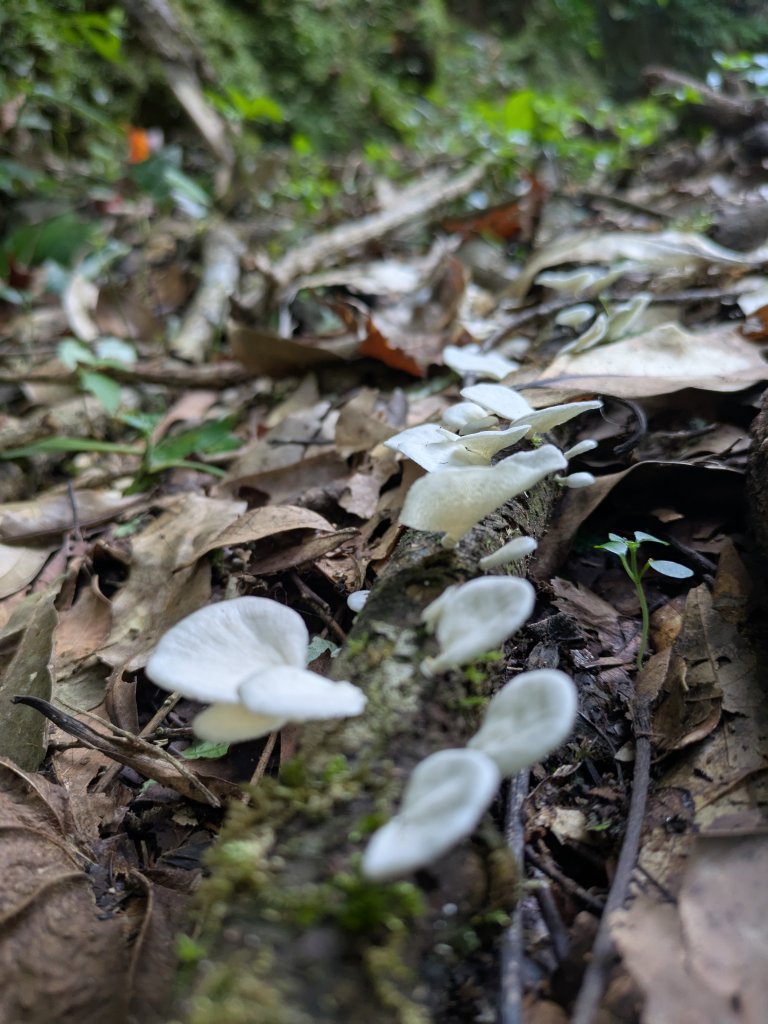 淡蘭古道中路_2860304