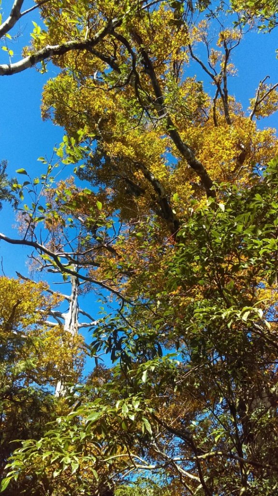 太平山山毛櫸步道→銅山_446017