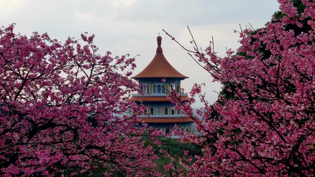 20230127 天元宮的日櫻＆夜櫻_2008139