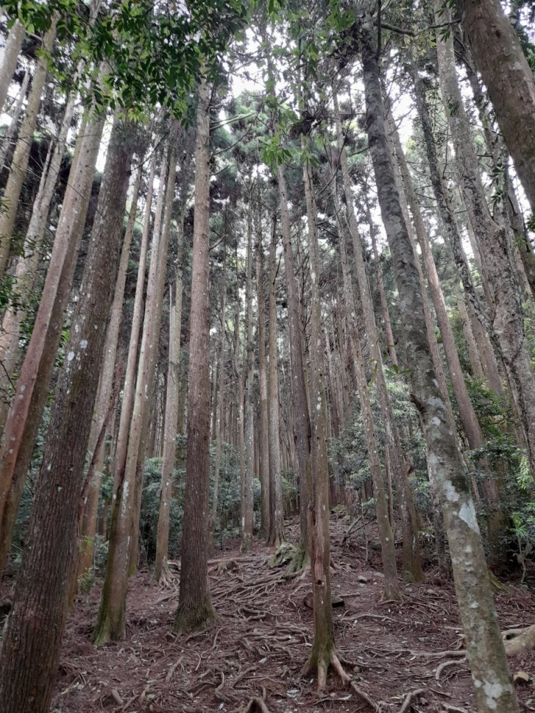 加里山O型縱走_1687924