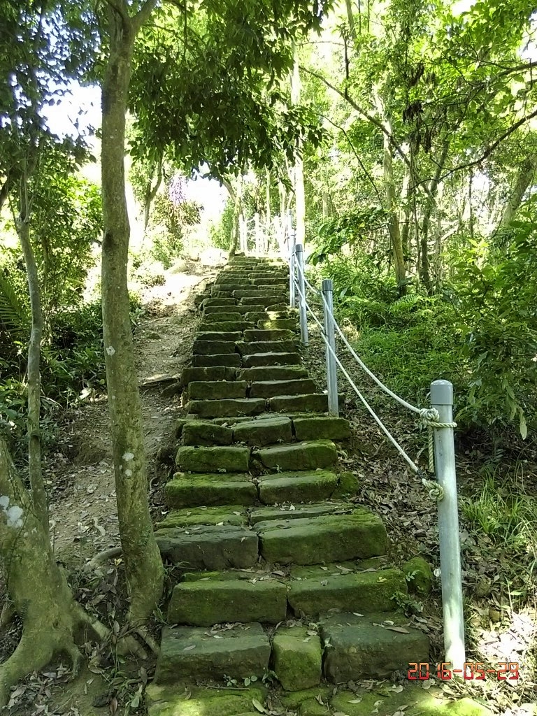 土城大暖尖山(媽祖山)105.05.29_49036