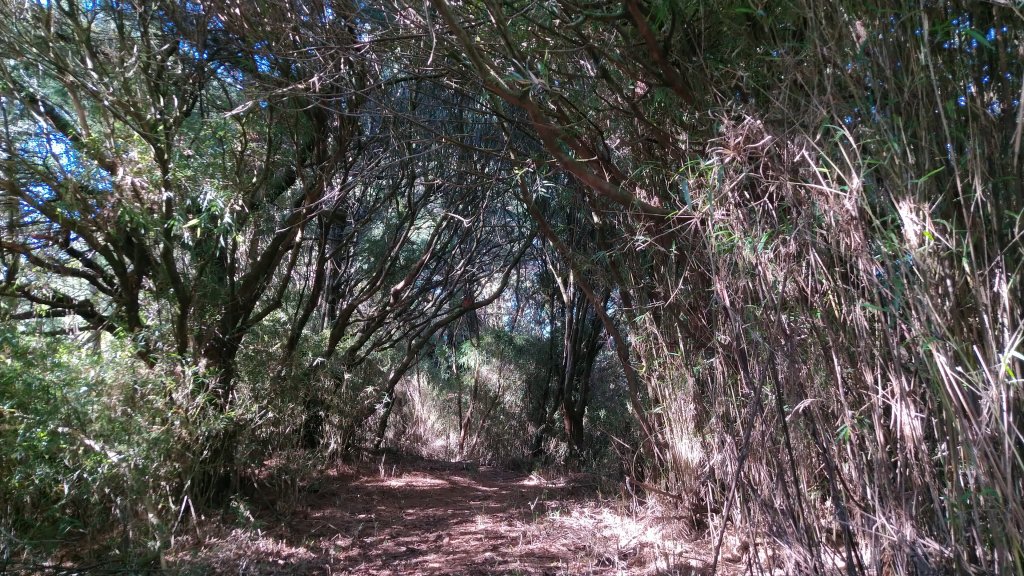 嘉義 阿里山 鹿林山、鹿林前山、真鹿林山、石水山_1487515
