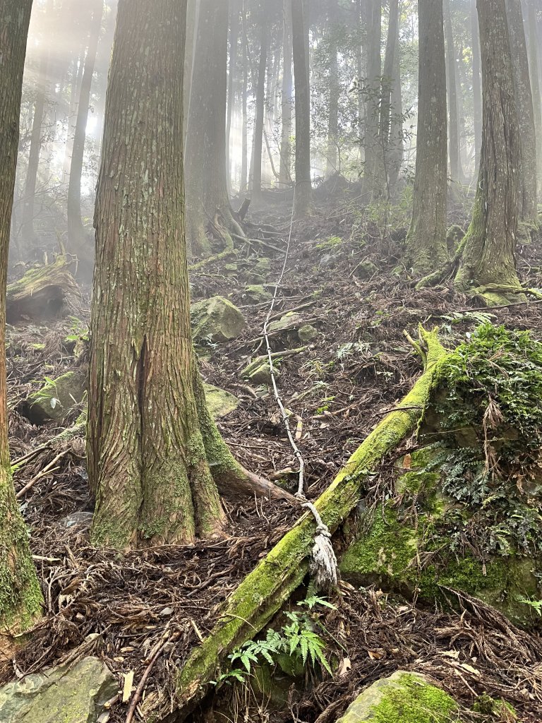 【鵝鳥雙拼】 鵝公髻接鳥嘴山_2382743
