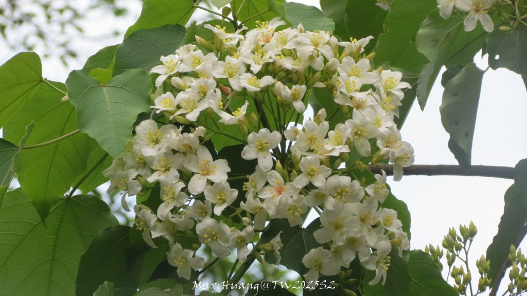 《苗栗》桐花茶園｜四月雪小徑登慈濟山三義山20250427_2771256