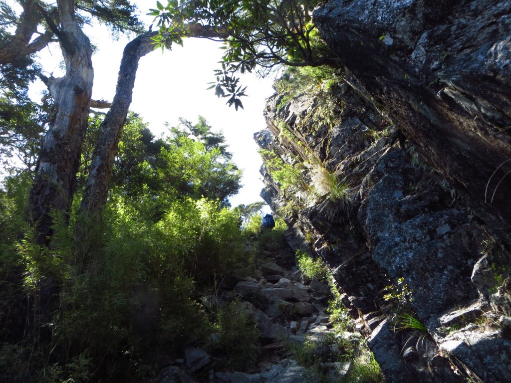 武陵四秀(2015四缺喀_2019喀桃)_689516