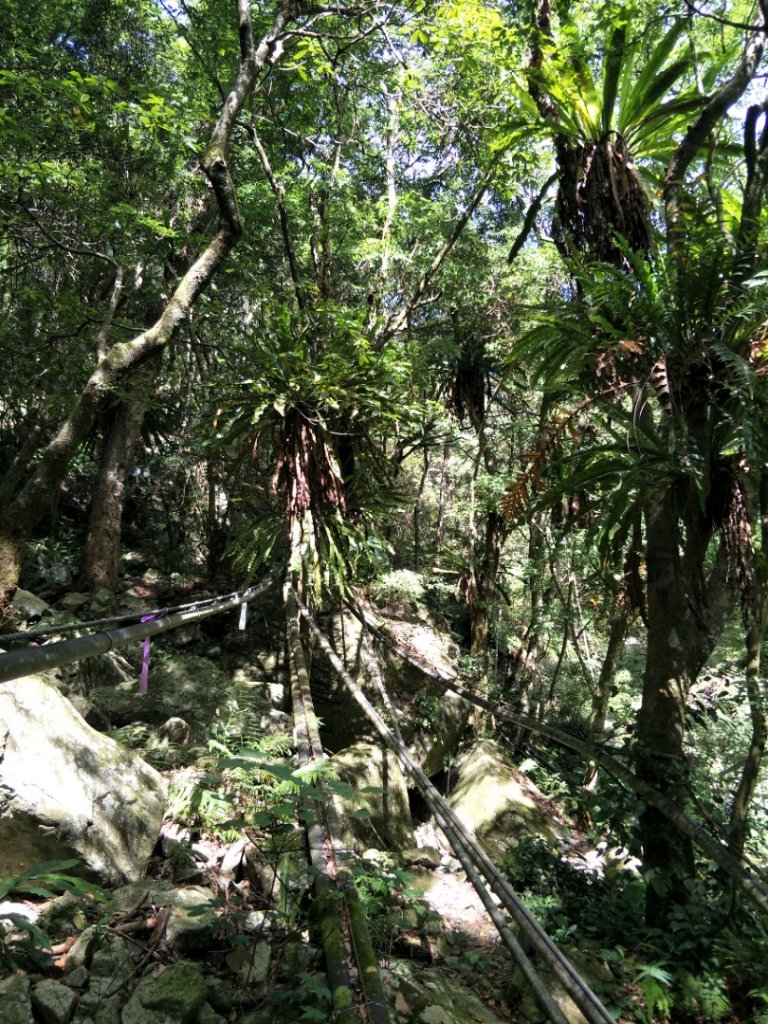谷關七雄：屋東縱走-屋我尾山-麗陽上_1491996