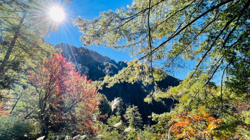 1101211大雪山230林道9.2k/雪山西稜登山口_1546590