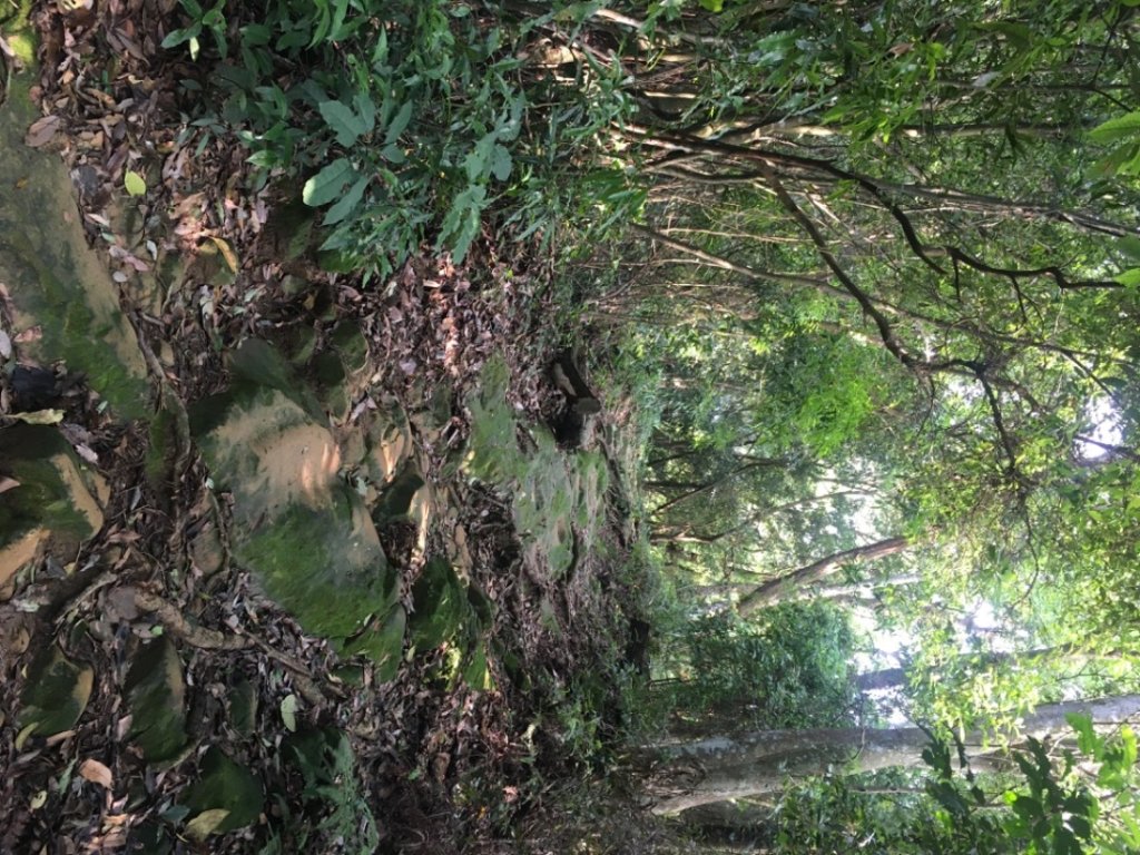 白金（白石山、十三分山、583峰、金面山_2494730