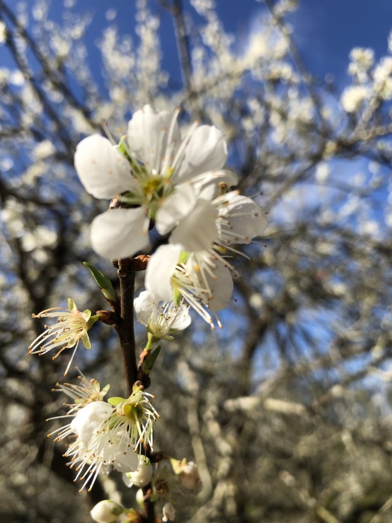 ~ 大禮大同步道 ~_2039594