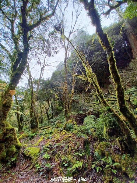 【宜蘭大同】走入南山部落魔法森林秘境。 羅葉尾溪步道_2022017