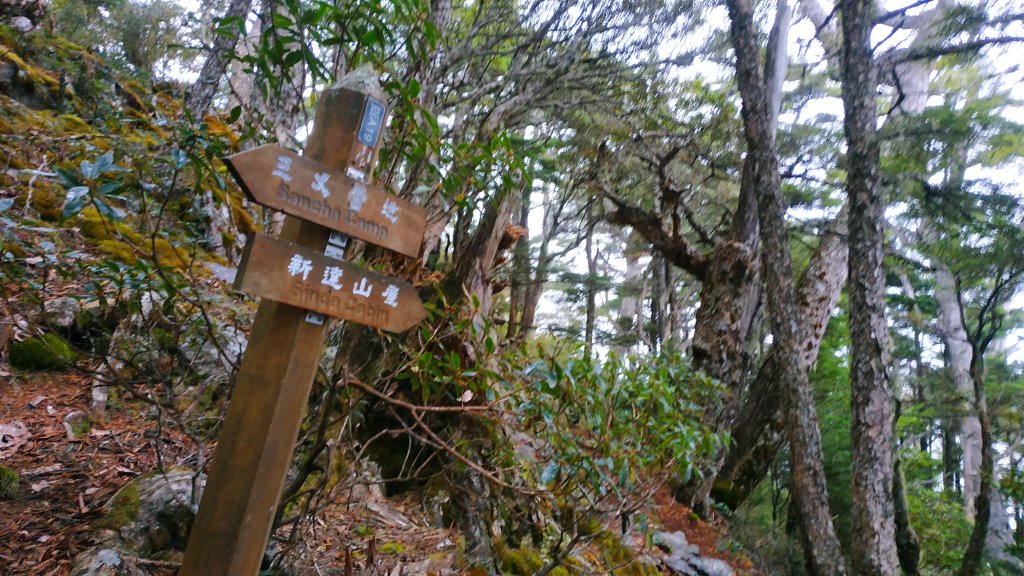 武陵四秀成兩袖(一秀加一宿)_1142507