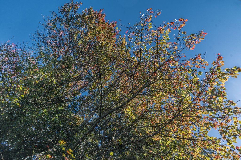 20221222稍來山_1964763