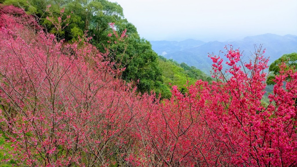 協雲宮的櫻花_256329