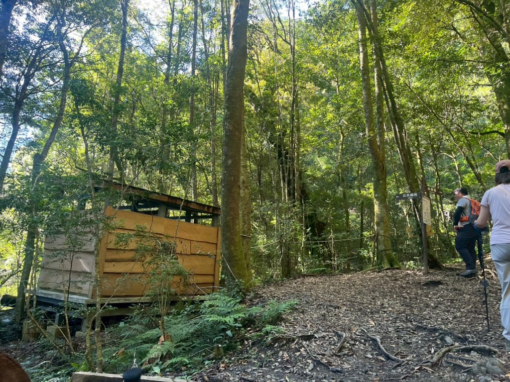 新竹 尖石 鎮西堡巨木群步道A線巨木群 毒龍潭_2884736