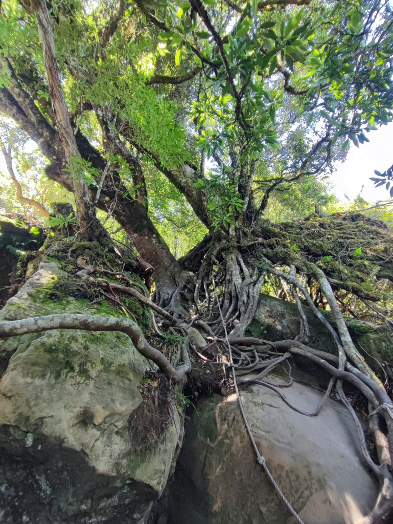 加里山-小百岳#34-苗栗縣南庄鄉_2236731