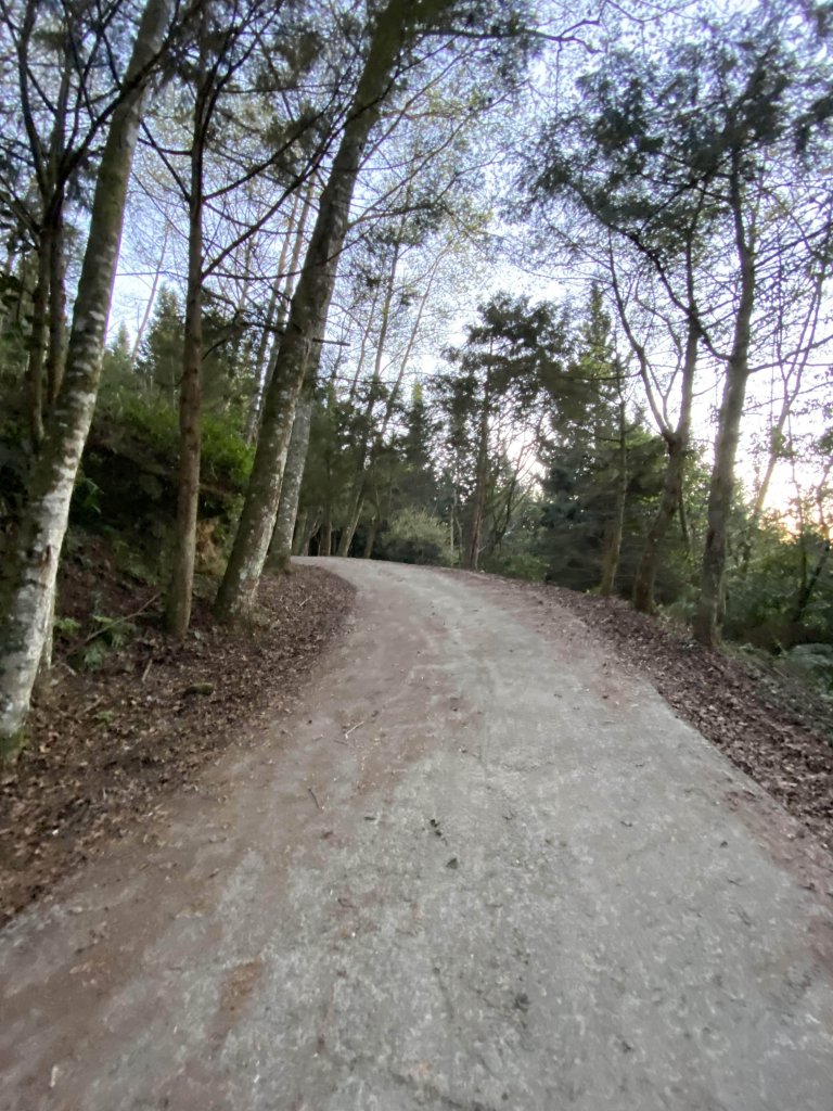 苗栗-加里山 杜鵑嶺_869188