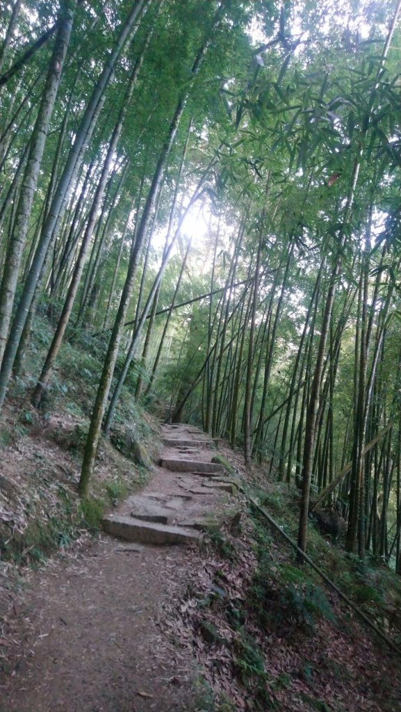 溪頭天文台登山步道、神木步道_1523919