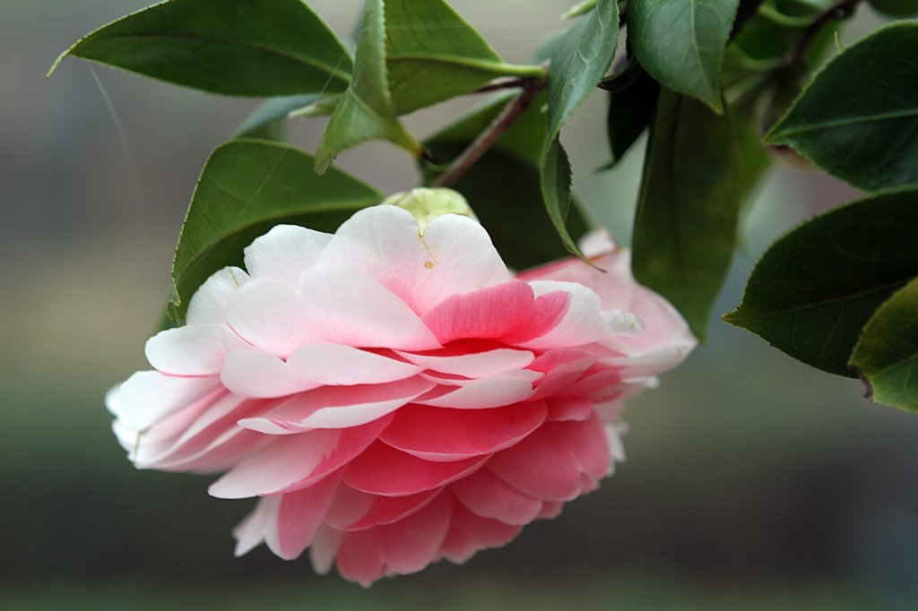 杉林溪賞花_872578