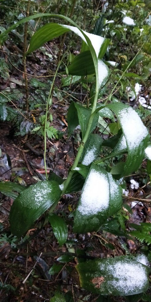 父子倆包山，內洞林道上大保克山群峰追雪_1232825