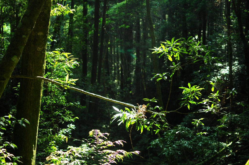 加里山二刷登頂遇見水晶蘭好興奮_584519