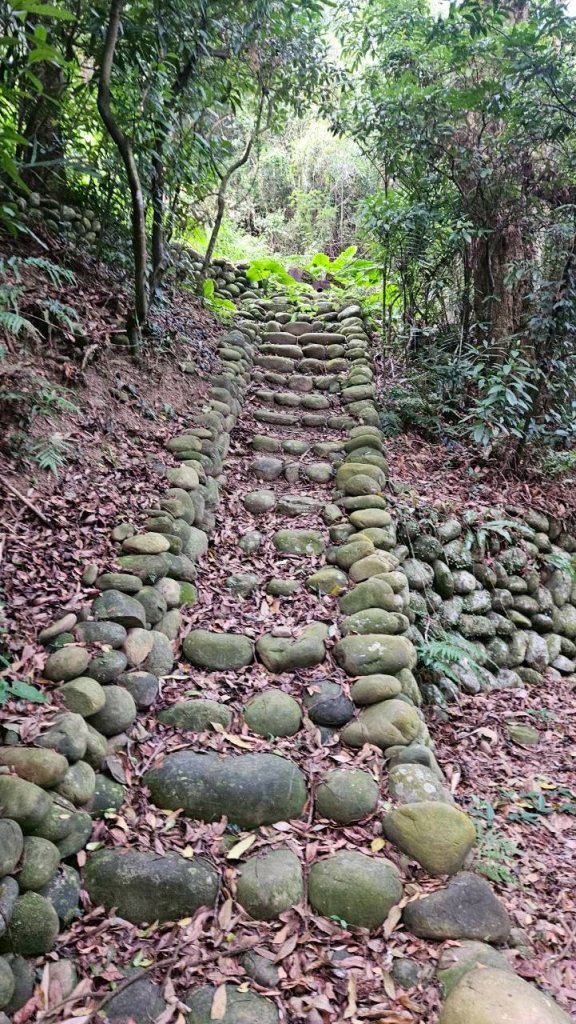 20260127流水蓮華-飛沙縱走-坑尾山南稜_2992542