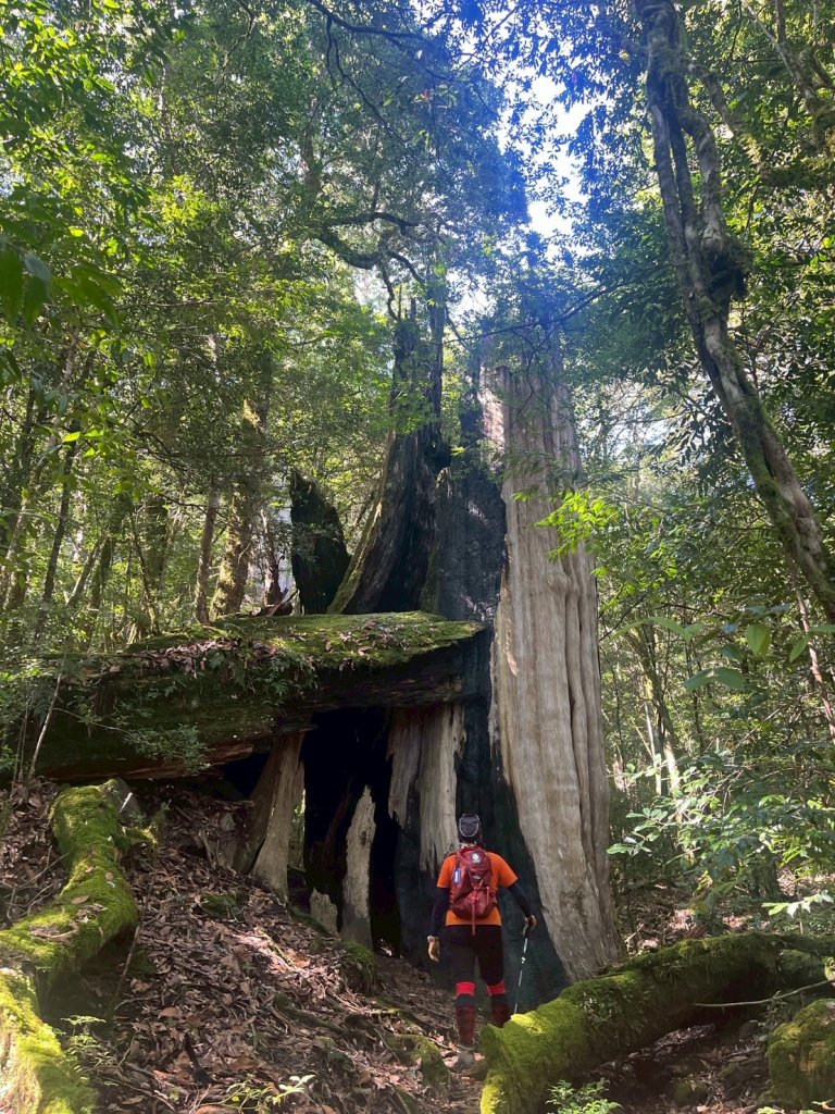 新竹 尖石 鎮西堡巨木群步道A線巨木群 毒龍潭封面圖