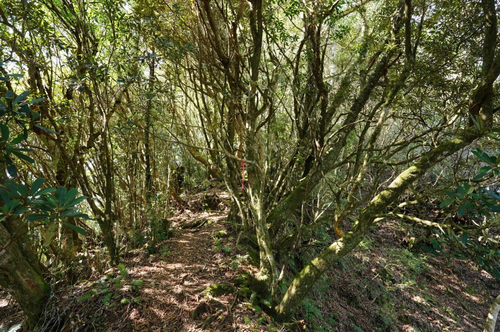 新竹 尖石 屯野生台山、石麻達山_2441158