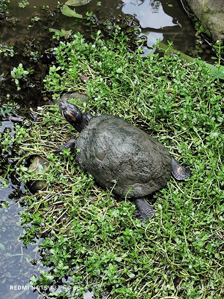 大安森林公園、安湖三號公園【走路趣尋寶，全臺齊步走】_2530672