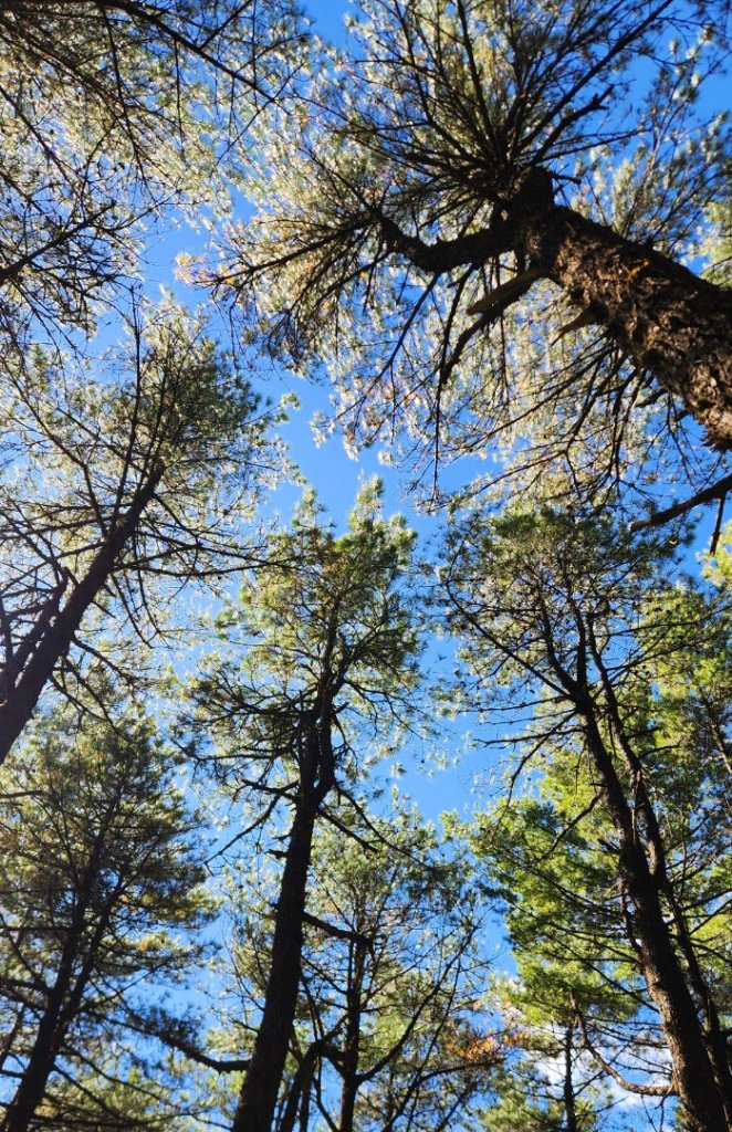 【中級山縱走】羅馬縱走，走進神木的夢幻童話森林世界_2943204