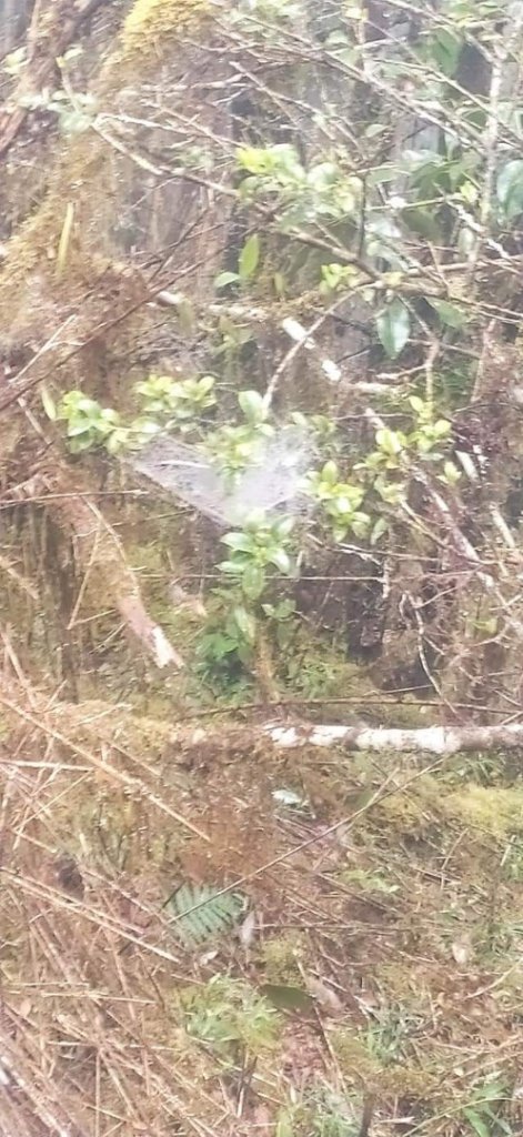 見晴懷古步道 -- 霧茫茫的景色_1318696