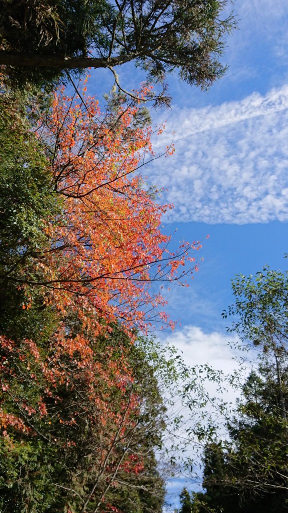 紅葉襯托下的聖稜線_480630