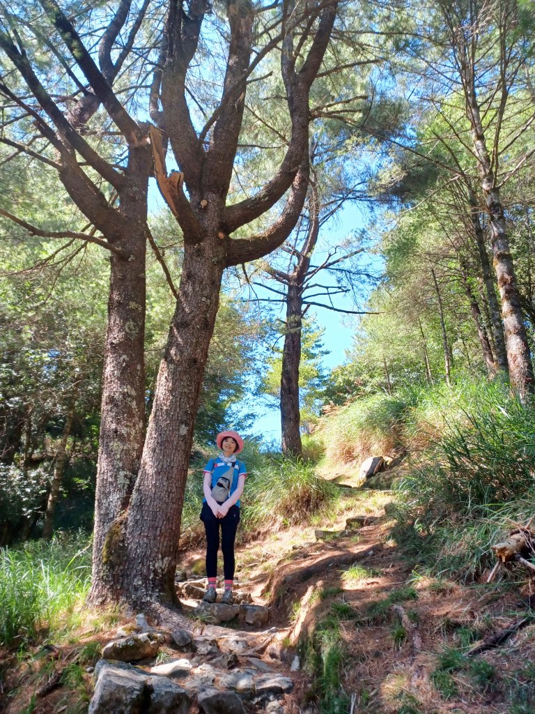 【台中和平】雪山神木步道x小雪山天池步道_2933130
