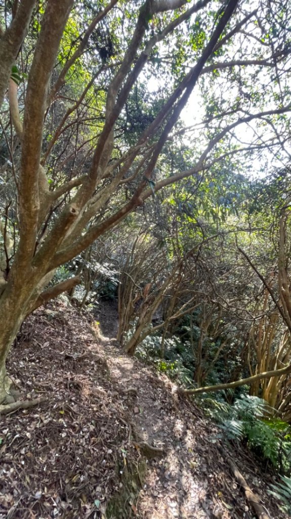 青潭越嶺政大-賞梅花🌸安坑🐦嘴四秀_2694850