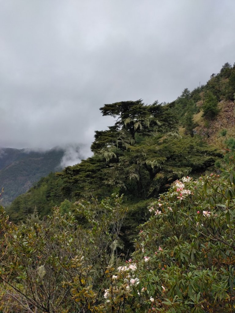 20220322 玉山前峰 大鐵杉步道_1652667