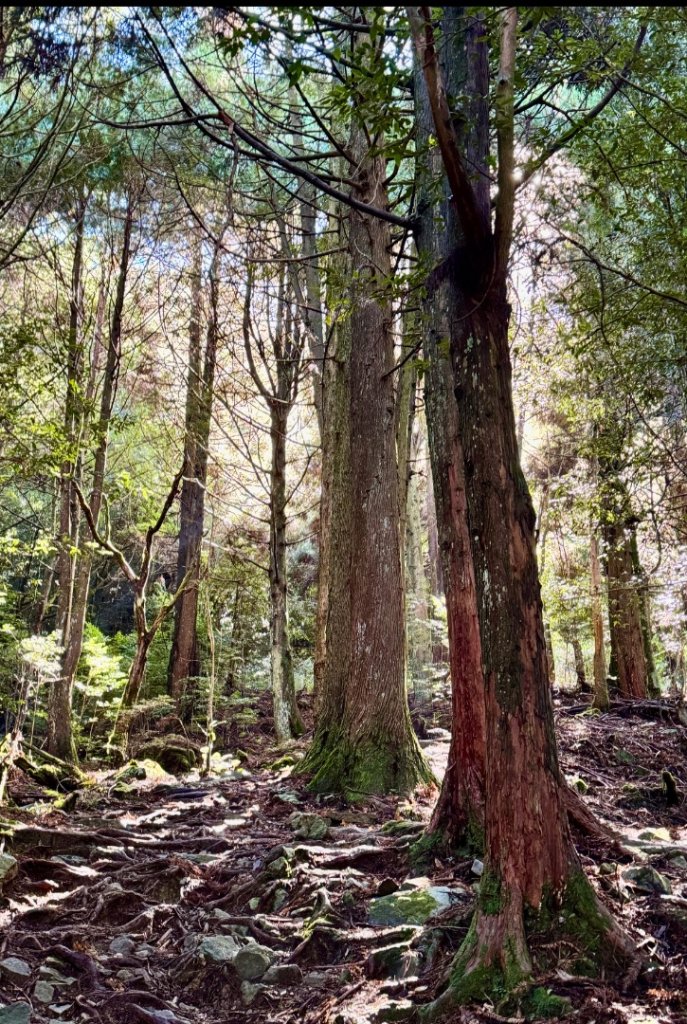 觀霧-榛山步道_2926052