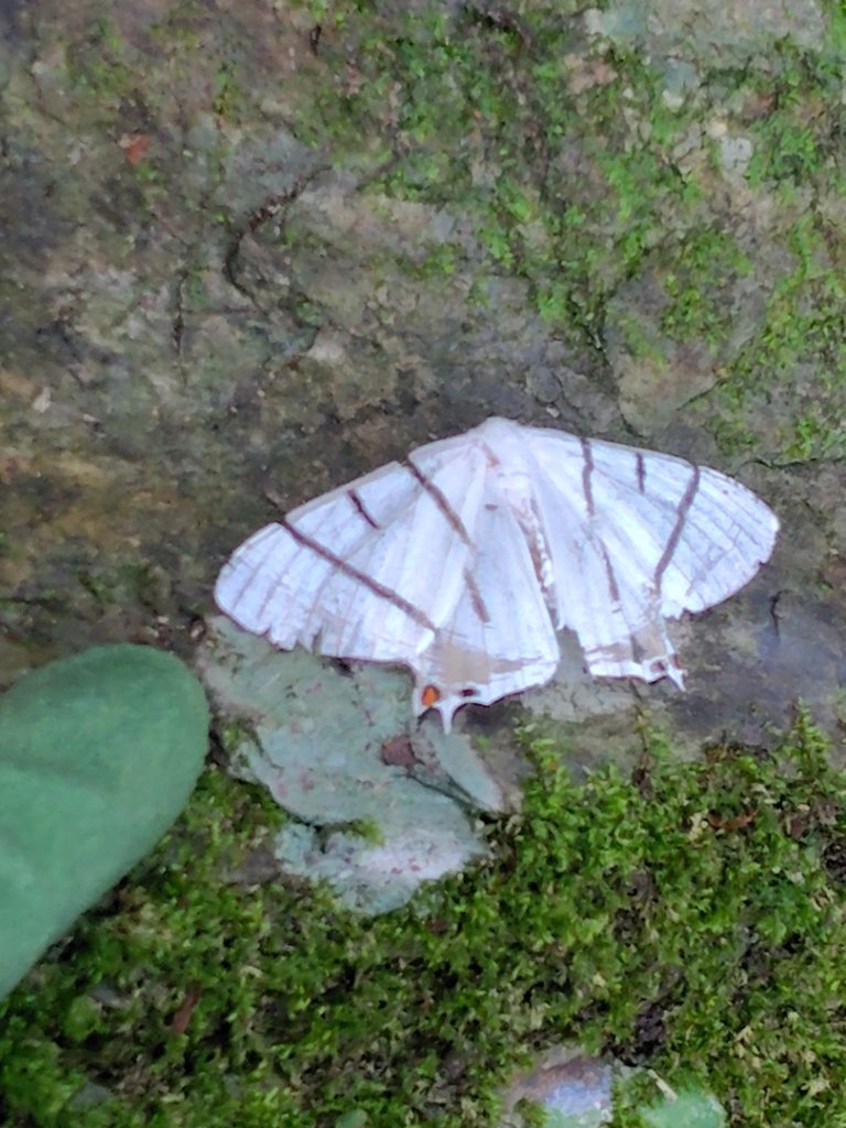 南東眼山連走有勝山_2918703