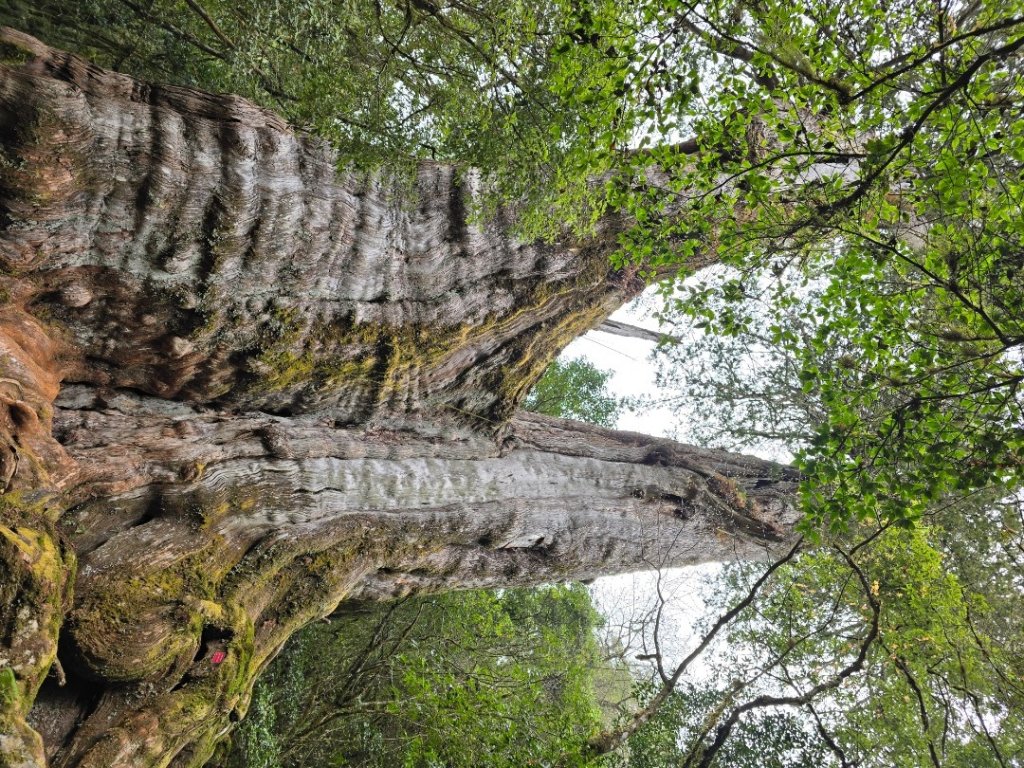 郡大神木群一日行_2440595