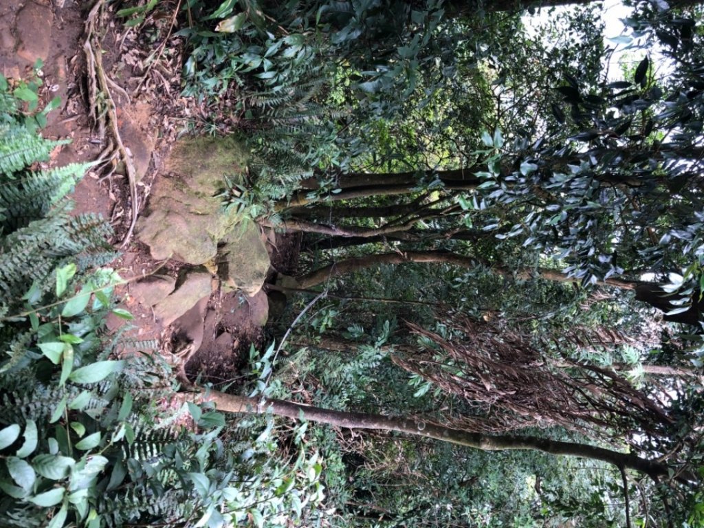 11月9走新溪洲山、溪州山、大艽芎古道支線下頭寮_1509371