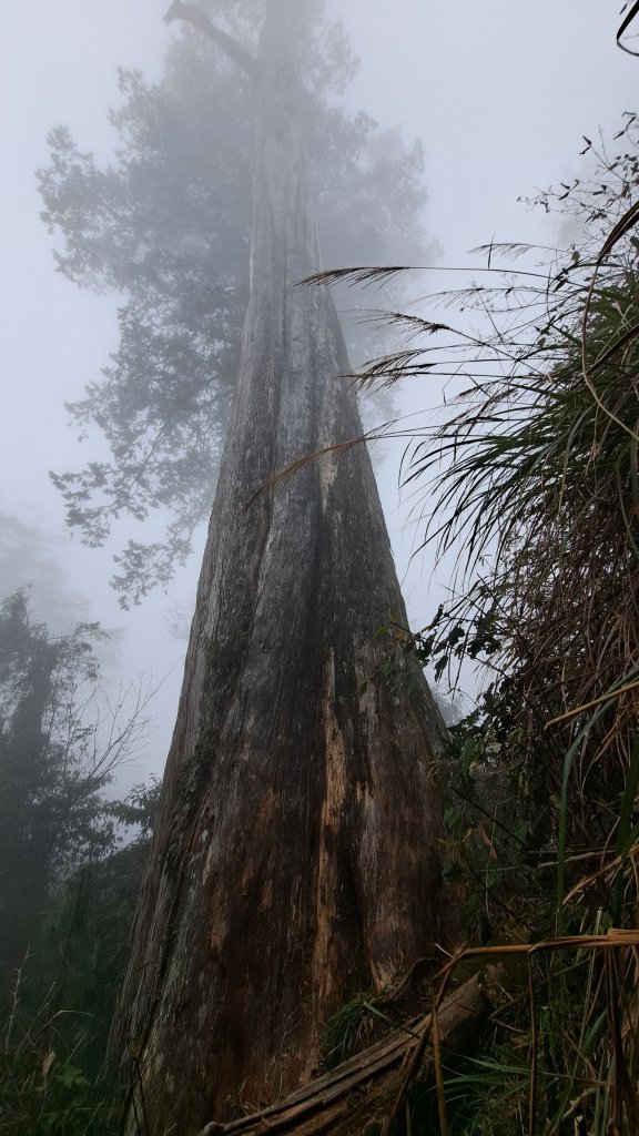台中 鳶嘴稍來山O繞+稍來神木_2989523